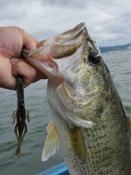 truth  ブログ写真 2018/06/13