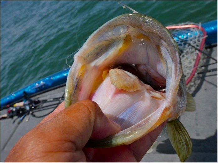 truth  ブログ写真 2018/06/14