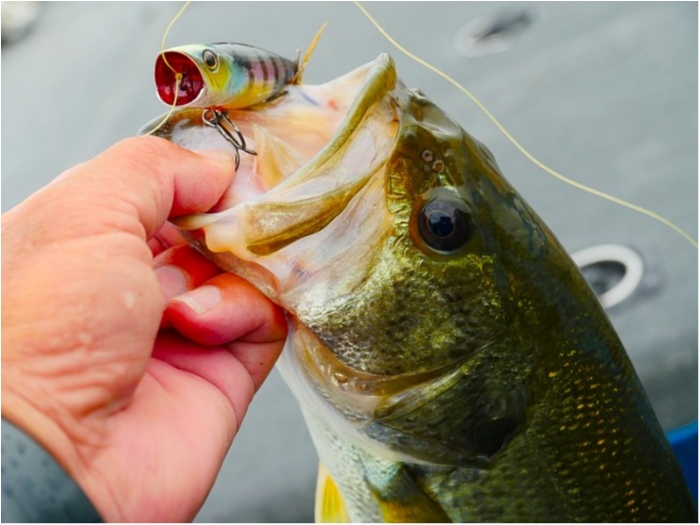 truth ブログ写真 2018/06/15