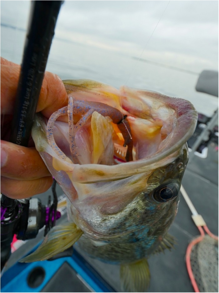 truth  ブログ写真 2018/06/20