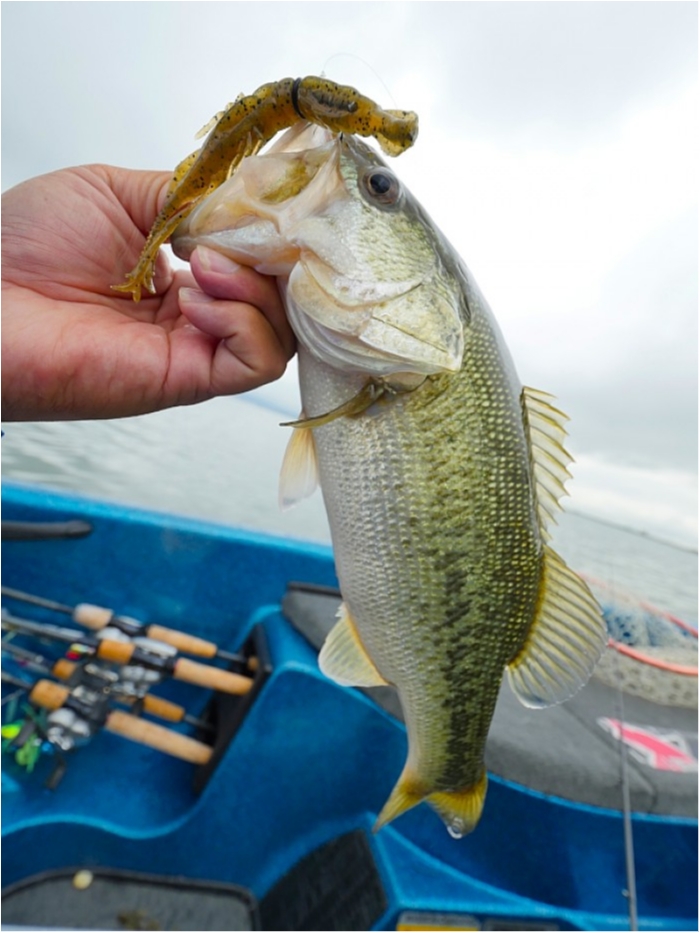 truth  ブログ写真 2018/06/20