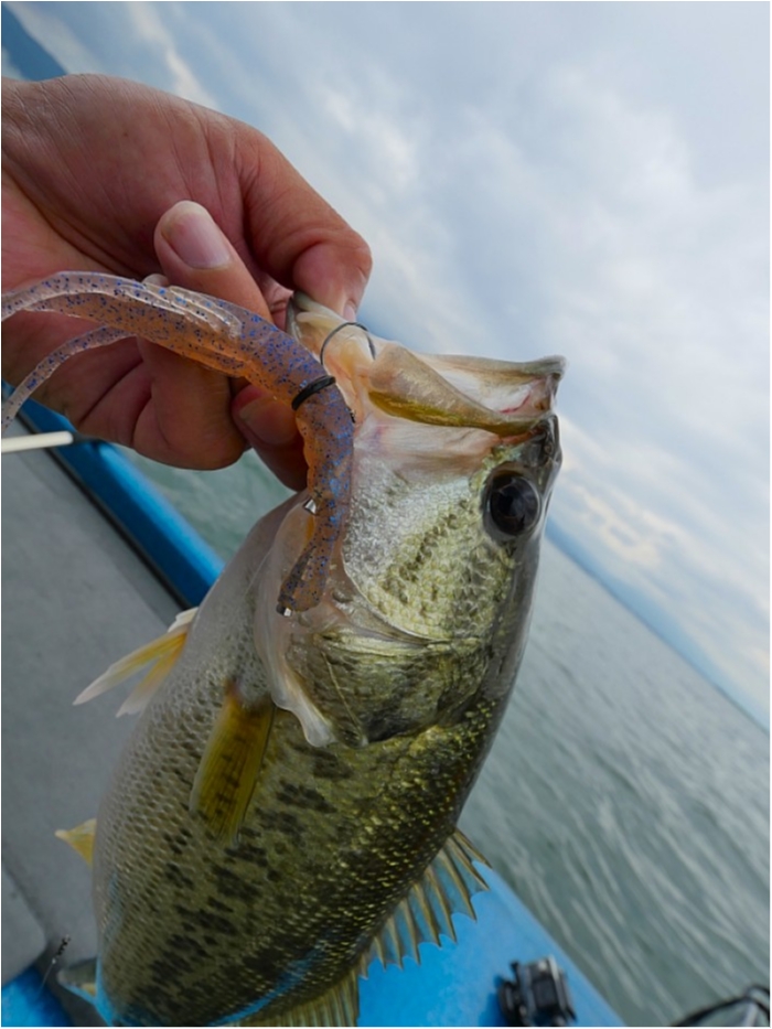 truth ブログ写真 2018/06/20