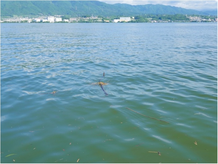 truth  ブログ写真 2018/07/09