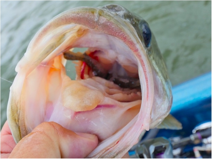 truth  ブログ写真 2018/07/09