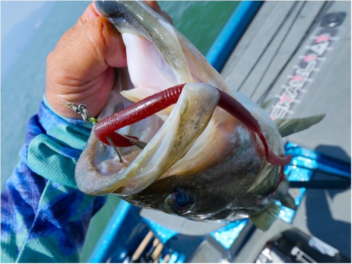 truth  ブログ写真 2018/07/19