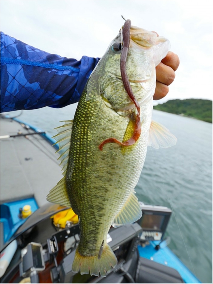 truth  ブログ写真 2018/08/15