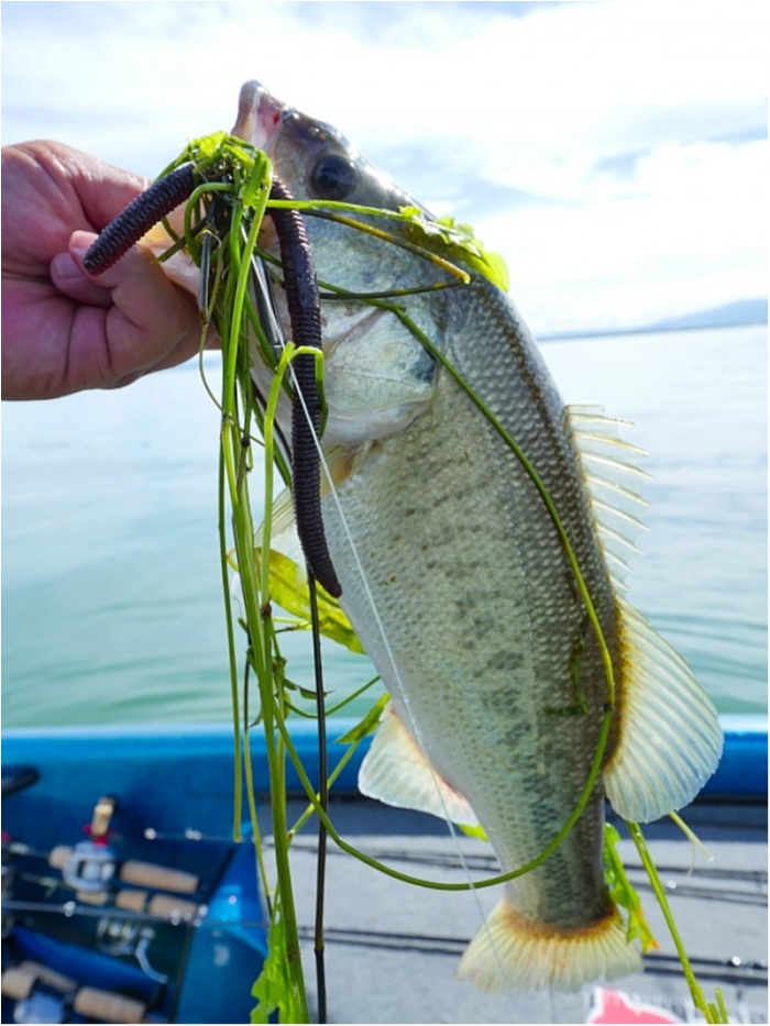 truth  ブログ写真 2018/09/11