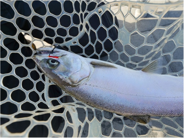 truth ブログ写真 2018/12/02