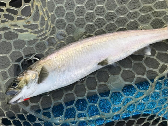 truth ブログ写真 2019/02/16