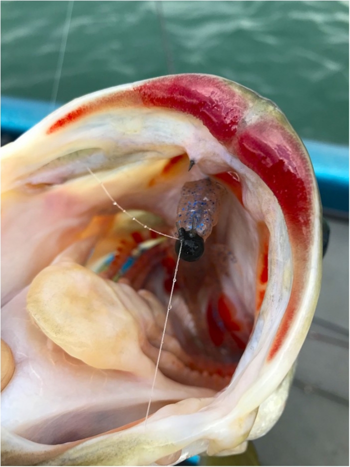 truth ブログ写真 2019/02/17