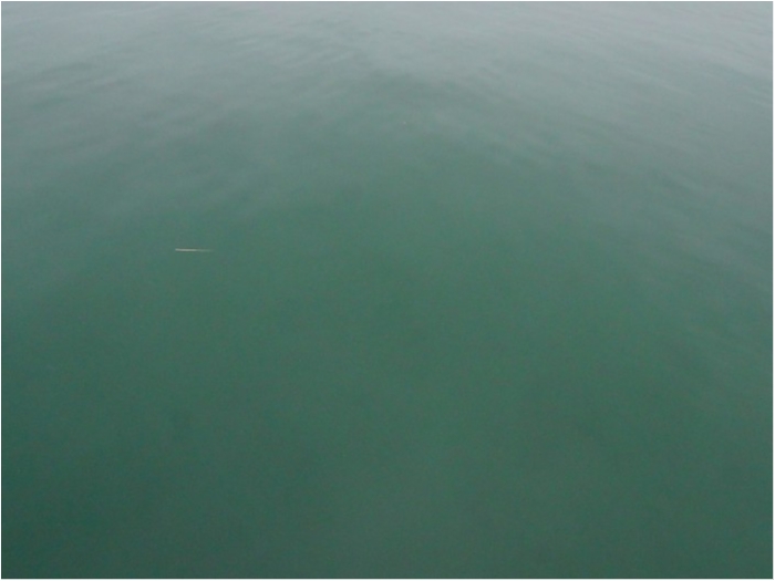 truth  ブログ写真 2019/03/04