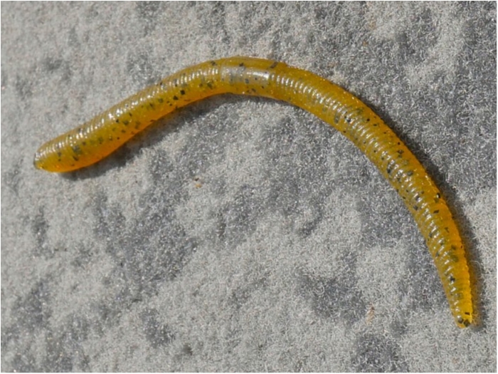 truth ブログ写真 2019/03/26