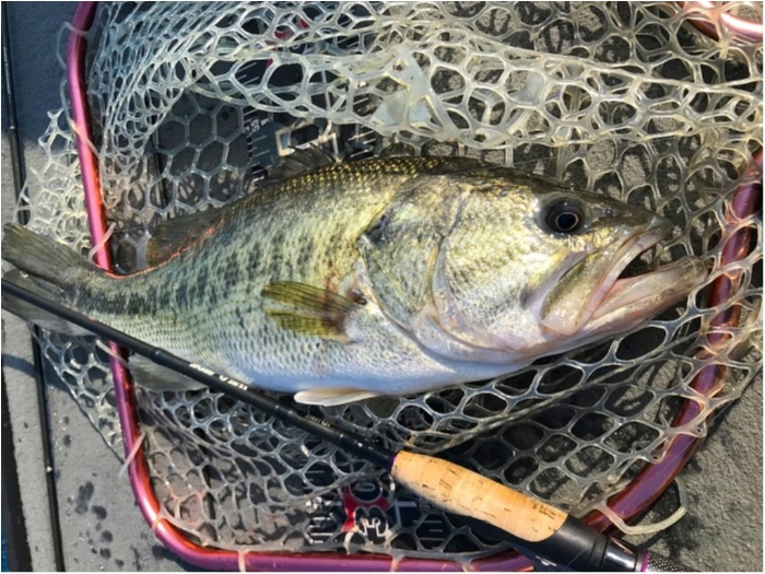 truth  ブログ写真 2019/04/04