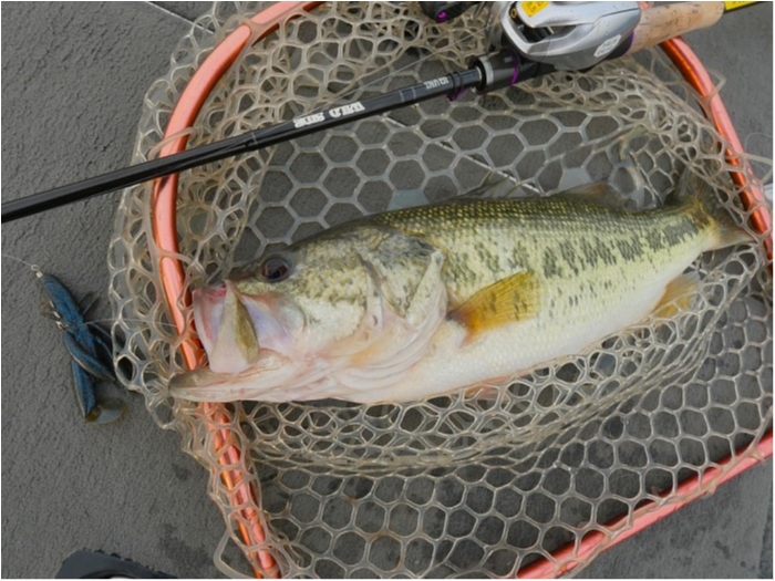 truth  ブログ写真 2019/04/19