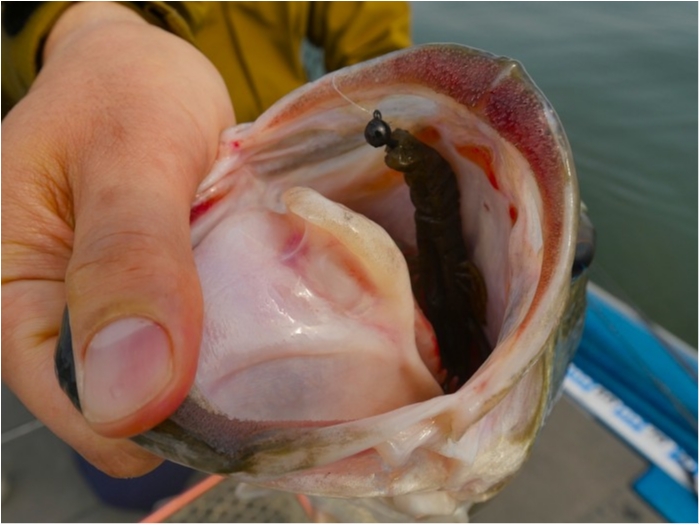 truth  ブログ写真 2019/04/22