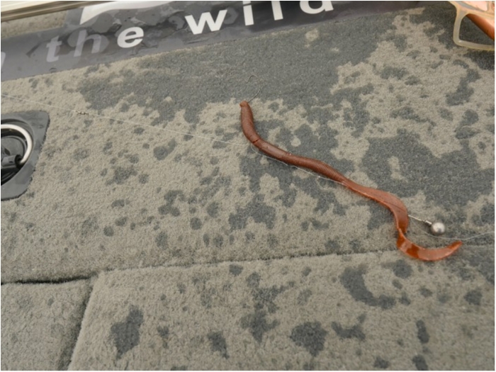 truth  ブログ写真 2019/05/18