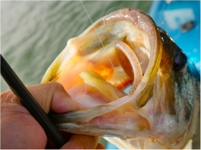 truth  ブログ写真 2019/06/17