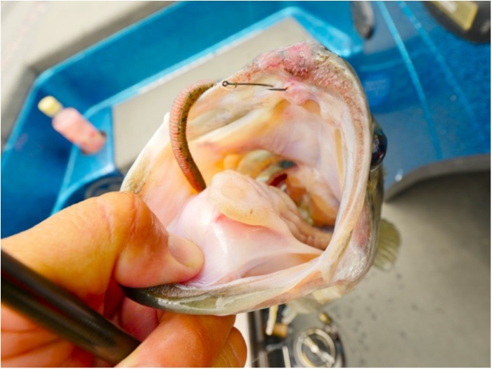 truth ブログ写真 2019/06/19