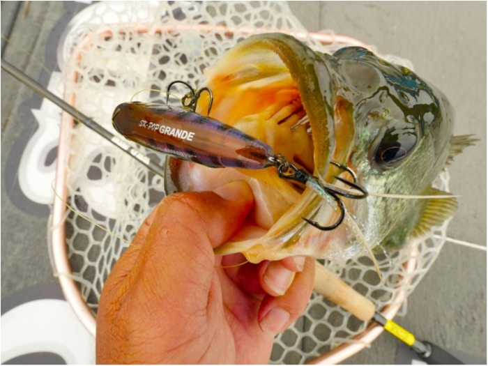 truth ブログ写真 2019/07/03