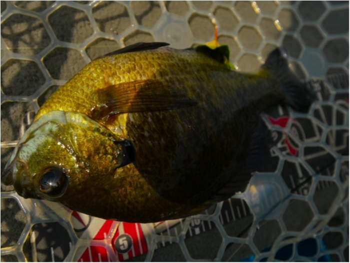 truth ブログ写真 2019/07/25