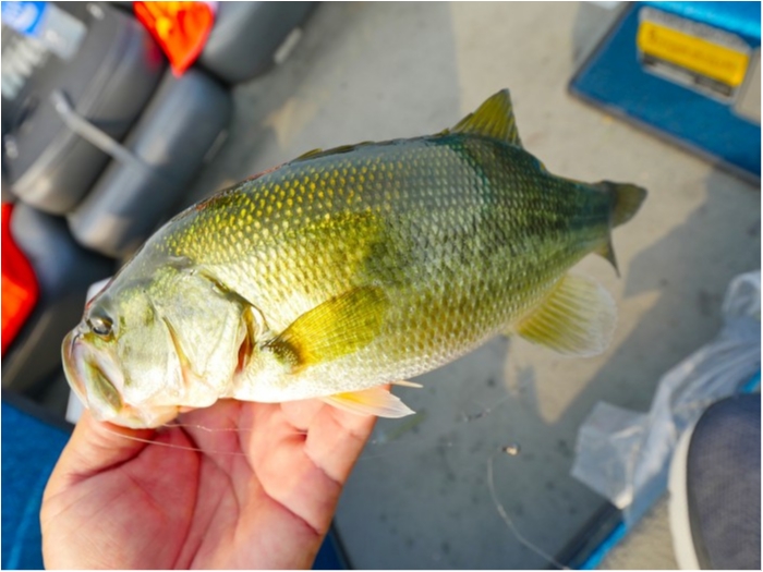 truth  ブログ写真 2019/08/03