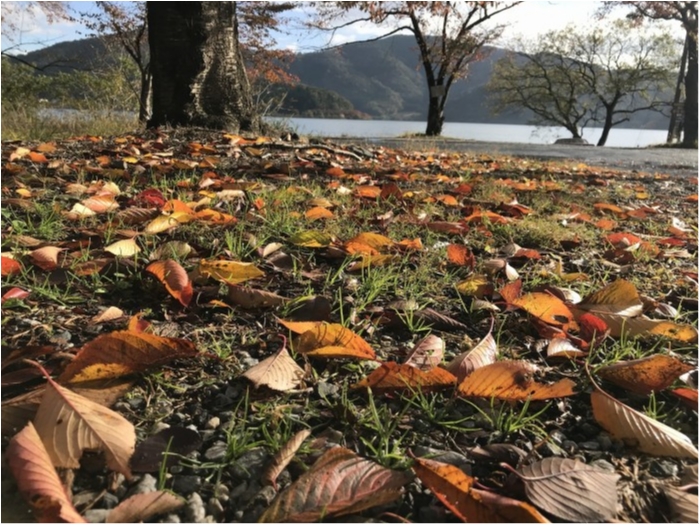 truth ブログ写真 2019/11/18