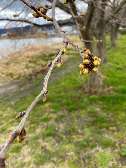 truth  ブログ写真 2020/03/11