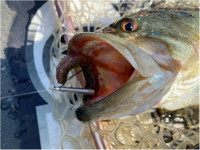 truth  ブログ写真 2020/03/17