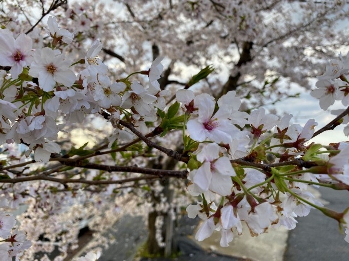 truth  ブログ写真 2020/04/06