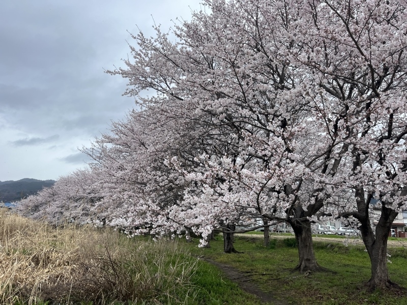 3月31日大熊ガイド「激しい雨予報でローライトなコンディションで50up～!!」