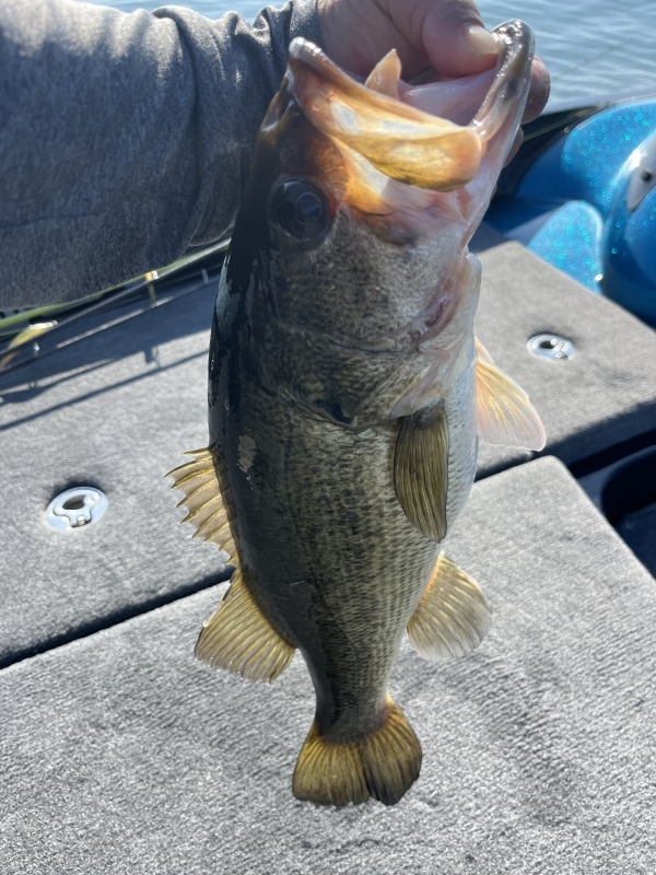 2月22日大熊ガイド「春のような暖かい天気でスローな展開で48クラスのグッドなサイズ」