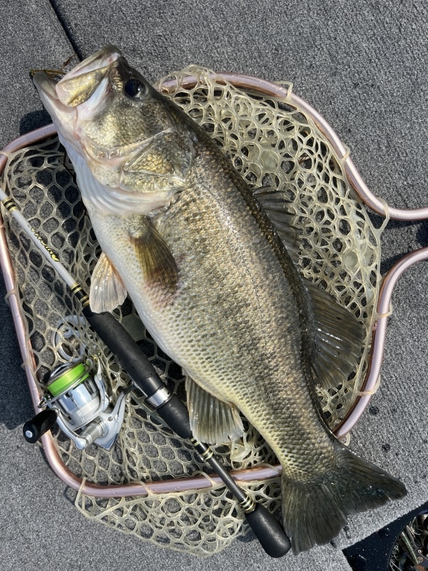 3月30日大熊ガイド「桜本番で58cm＆55cm～!!」