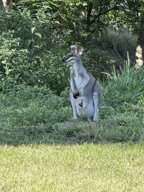 1月4日平村ガイド「オーストラリアンの話（バラマンディのシューティング話）」