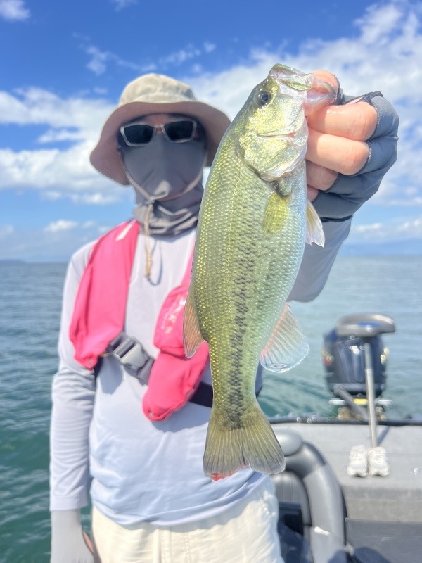 8月6日大熊ガイド「夏のビッグ狙いで58cm、その他45up、40upなどグッドサイズ含むレギュラーサイズ多数」