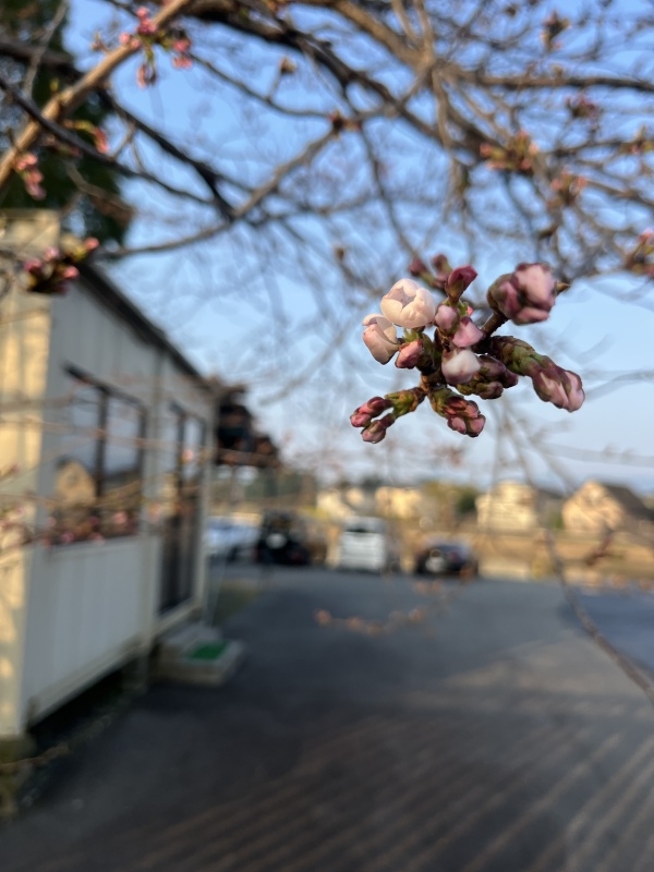 3月28日大熊ガイド「桜開花でショートバイト多発!!」