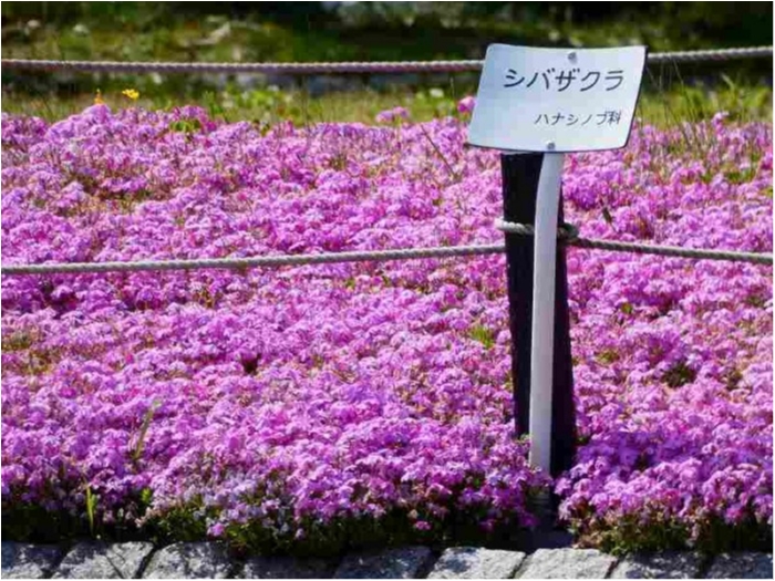 truth  ブログ写真 2018/04/23