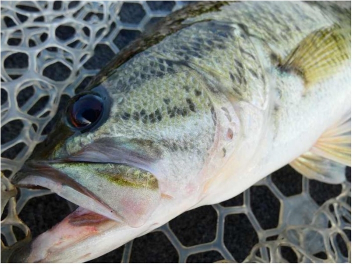 truth ブログ写真 2018/05/15