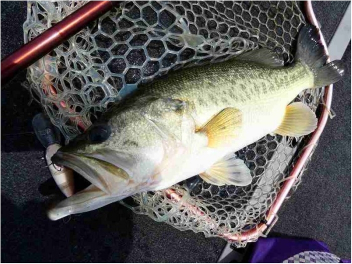 truth  ブログ写真 2018/06/16