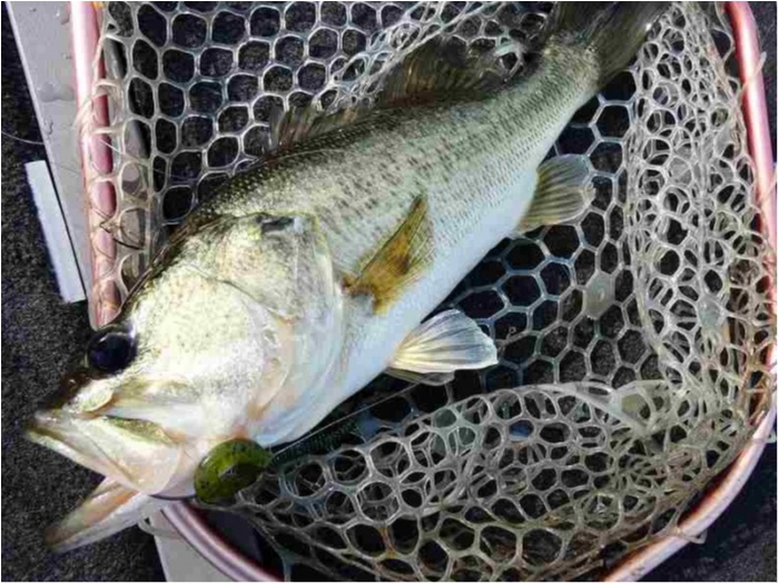 truth  ブログ写真 2018/06/17