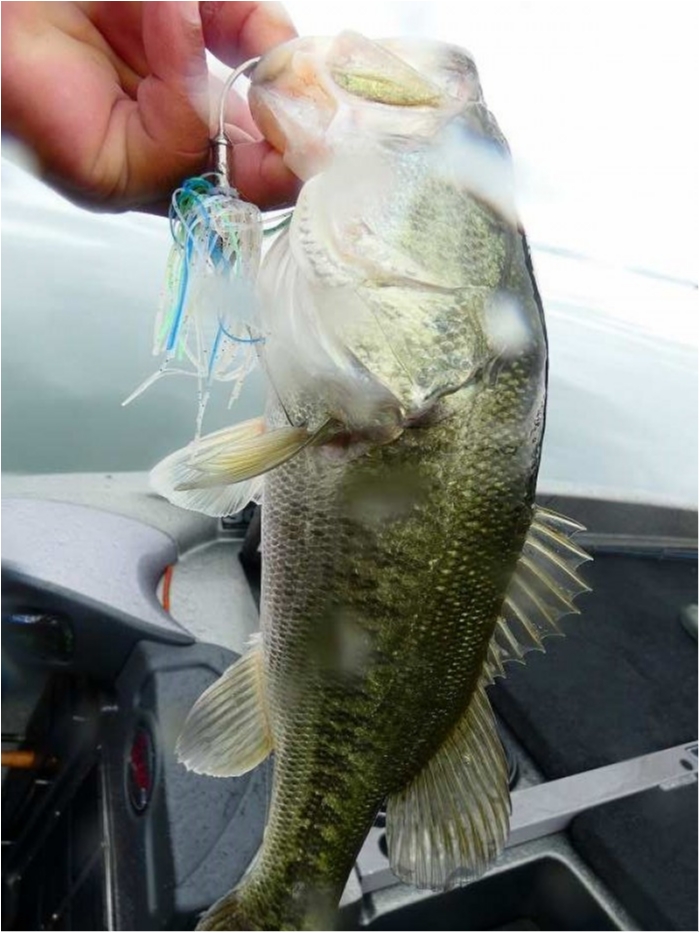 truth  ブログ写真 2018/06/20