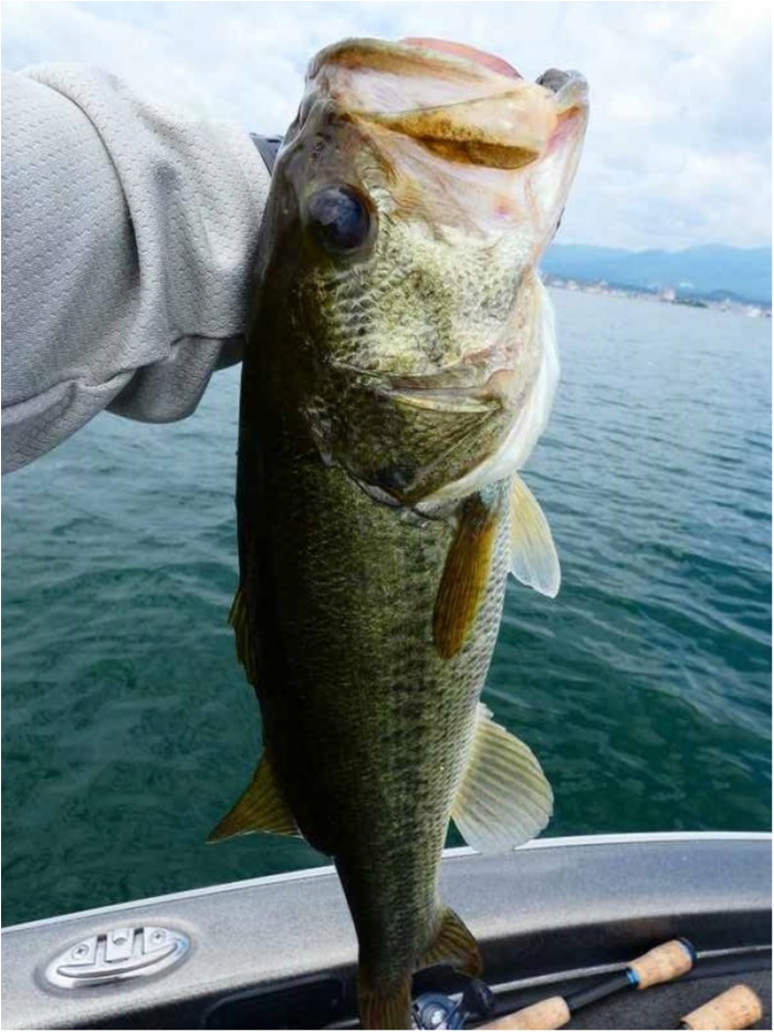 truth  ブログ写真 2018/07/12