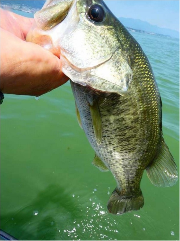 truth  ブログ写真 2018/08/03