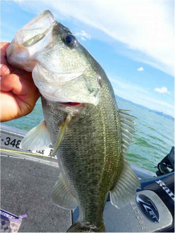 truth  ブログ写真 2018/08/14