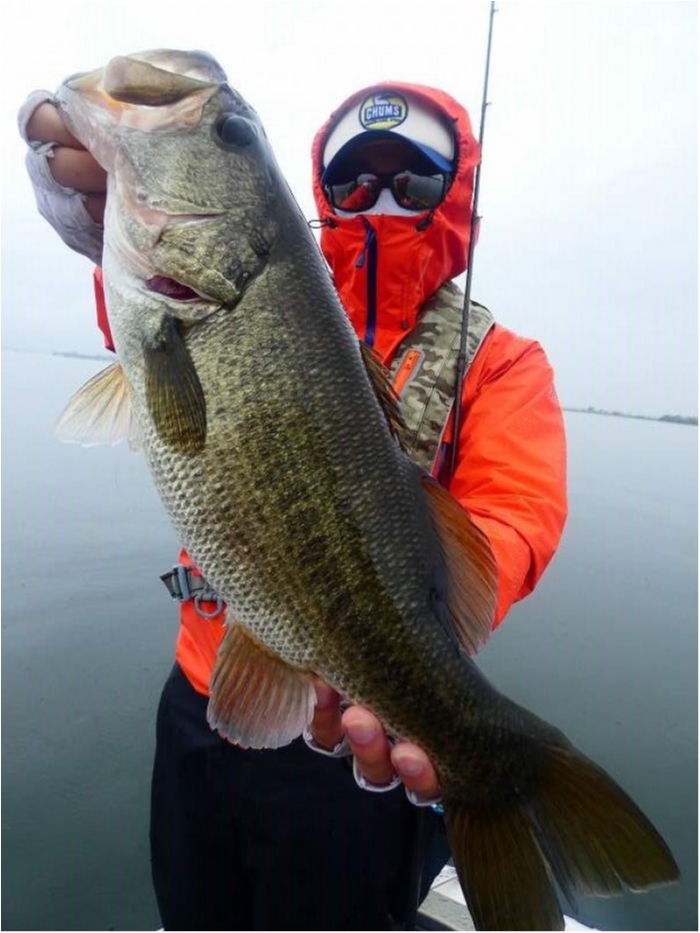 9月15日大熊ガイド 秋雨巻き展開 51cm 50cm 48cm 47cm その他45up 40upほか多数 大熊一徳 琵琶湖ガイド ブログ Truth琵琶湖バスフィッシングガイドサービス