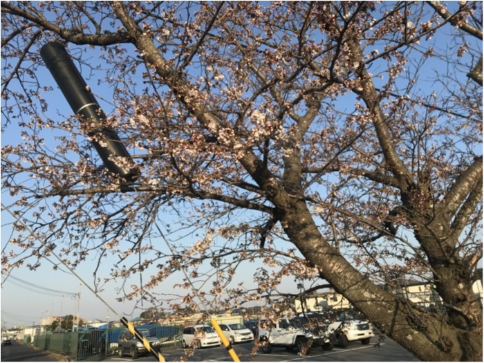 truth  ブログ写真 2019/04/04