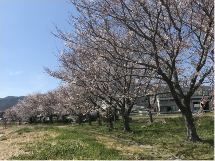 truth  ブログ写真 2019/04/05