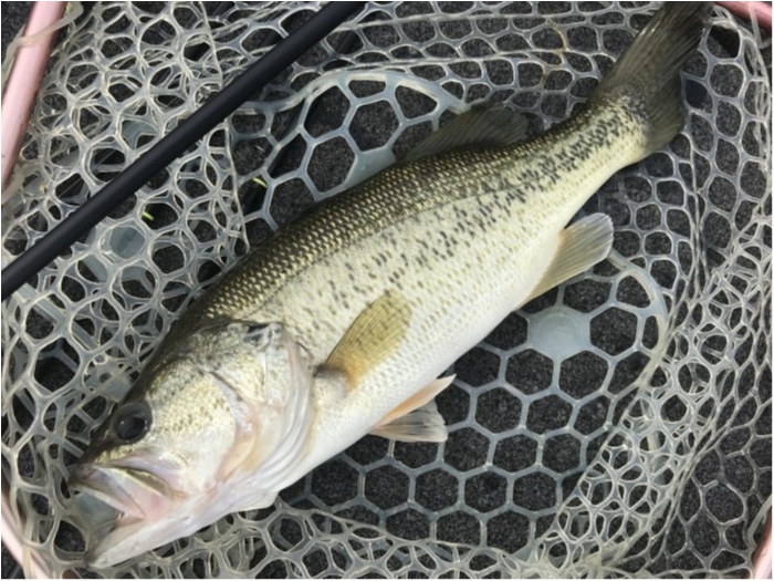 truth  ブログ写真 2019/05/10