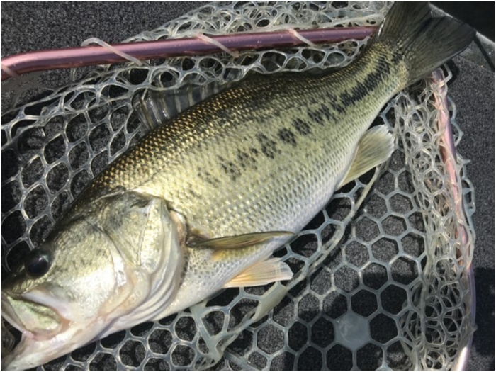 truth  ブログ写真 2019/05/17