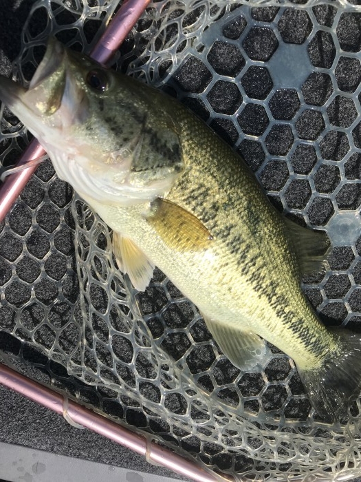 truth  ブログ写真 2019/05/25