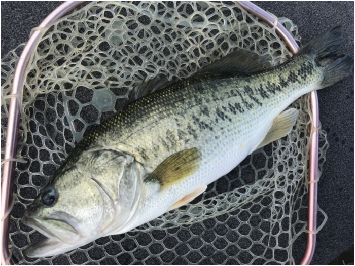 truth ブログ写真 2019/06/08